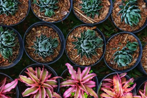 A captivating array of succulents in small black pots, nestled in brown mulch 写真素材