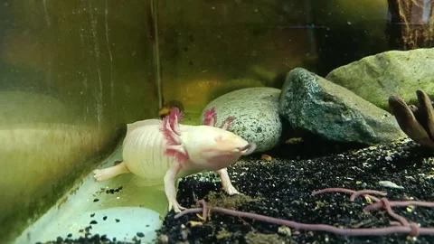 Captivating Axolotl in Pristine Aquarium Stock Footage 276259932