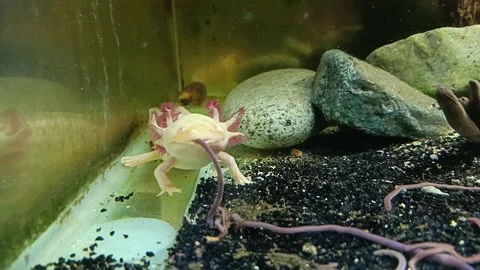Captivating Axolotl in Pristine Aquarium Stock Footage 276259936