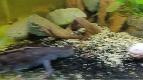 Captivating Axolotl in Pristine Aquarium Stock Footage 276259940