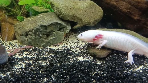 Captivating Axolotl in Pristine Aquarium Stock Footage 276259945