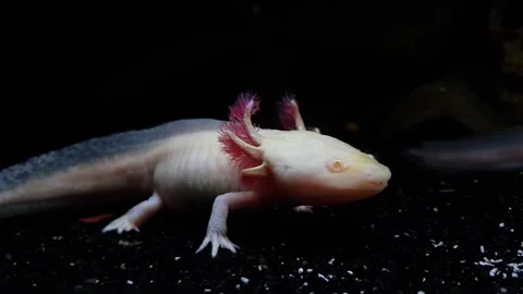 Captivating Axolotl in Pristine Aquarium Stock Footage 276260018