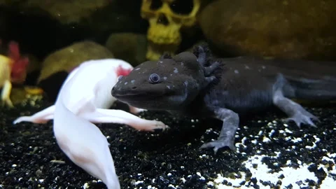 Captivating Axolotl in Pristine Aquarium Stock Footage 276260025