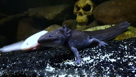 Captivating Axolotl in Pristine Aquarium Stock Footage 276260029