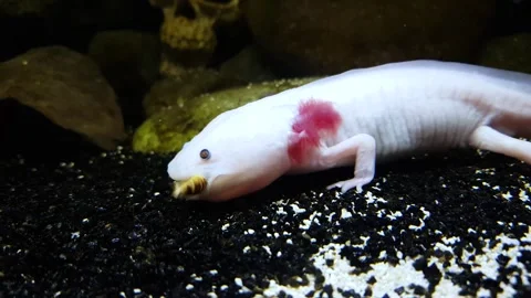 Captivating Axolotl in Pristine Aquarium Stock Footage 276260033