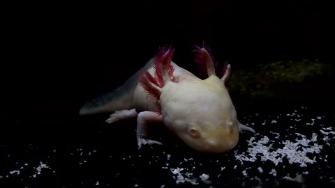 Captivating Axolotl in Pristine Aquarium Stock Footage 276260036