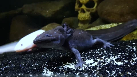 Captivating Axolotl in Pristine Aquarium Stock Footage 276260046