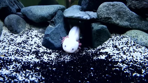 Captivating Axolotl in Pristine Aquarium Stock Footage 276260049