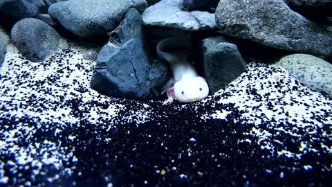 Captivating Axolotl in Pristine Aquarium Stock Footage 276260052