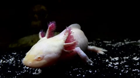 Captivating Axolotl in Pristine Aquarium Stock Footage 276260053