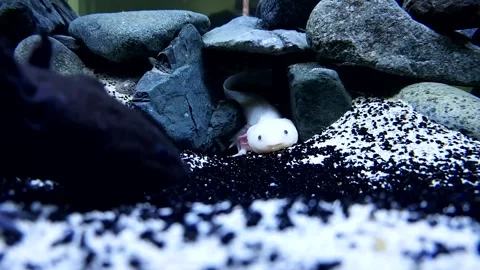 Captivating Axolotl in Pristine Aquarium Stock Footage 276260056