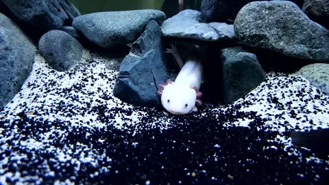 Captivating Axolotl in Pristine Aquarium Stock Footage 276260057