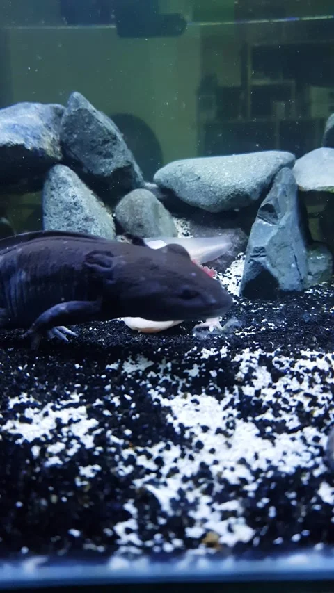 Captivating Axolotl in Pristine Aquarium Stock Footage 276260058