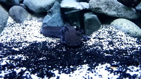 Captivating Axolotl in Pristine Aquarium Stock Footage 276260059