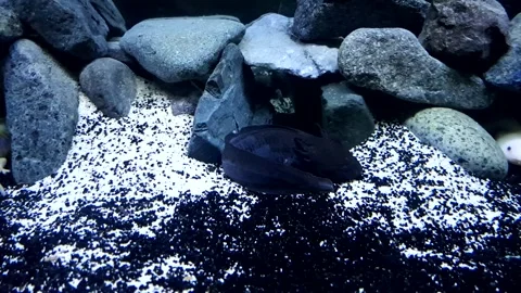 Captivating Axolotl in Pristine Aquarium Stock Footage 276260060