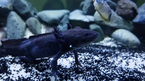 Captivating Axolotl in Pristine Aquarium Stock Footage 276260061