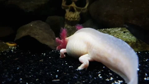 Captivating Axolotl in Pristine Aquarium Stock Footage 276260067