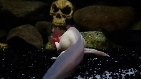 Captivating Axolotl in Pristine Aquarium Stock Footage 276260068