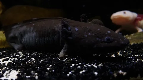 Captivating Axolotl in Pristine Aquarium Stock Footage 276260090