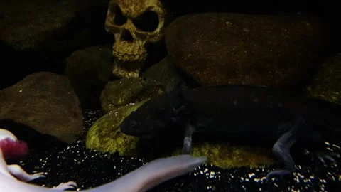 Captivating Axolotl in Pristine Aquarium Stock Footage 276260091