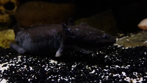 Captivating Axolotl in Pristine Aquarium Stock Footage 276260121