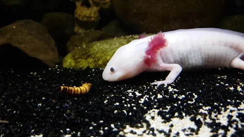 Captivating Axolotl in Pristine Aquarium Stock Footage 276260122