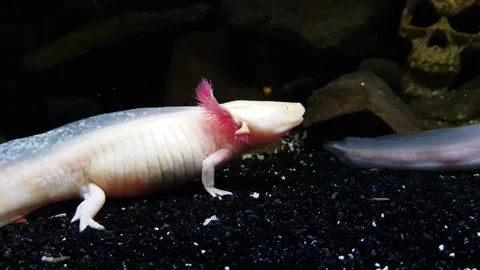 Captivating Axolotl in Pristine Aquarium Stock Footage 276260130