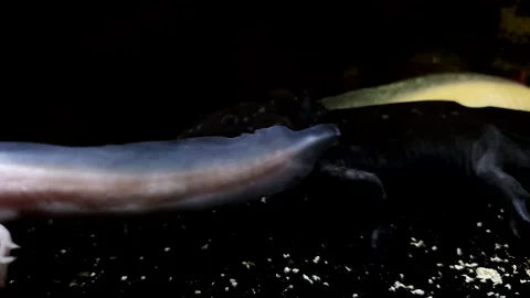 Captivating Axolotl in Pristine Aquarium Stock Footage 276260138