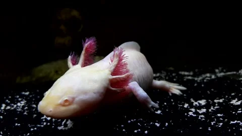Captivating Axolotl in Pristine Aquarium Stock Footage 276260139