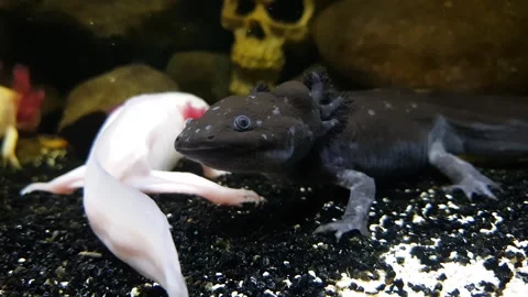 Captivating Axolotl in Pristine Aquarium Stock Footage 276260146