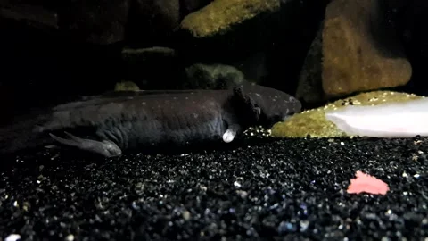 Captivating Axolotl in Pristine Aquarium Stock Footage 276260156