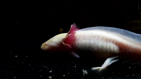 Captivating Axolotl in Pristine Aquarium Stock Footage 276260163