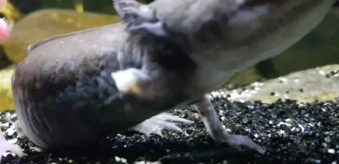 Captivating Axolotl in Pristine Aquarium Stock Footage 276260164