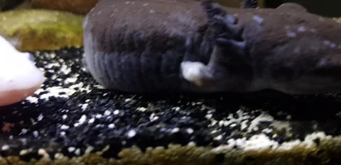 Captivating Axolotl in Pristine Aquarium Stock Footage 276260165