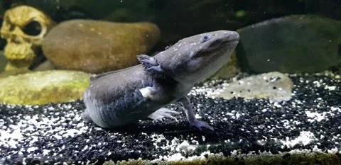 Captivating Axolotl in Pristine Aquarium Stock Footage 276260166