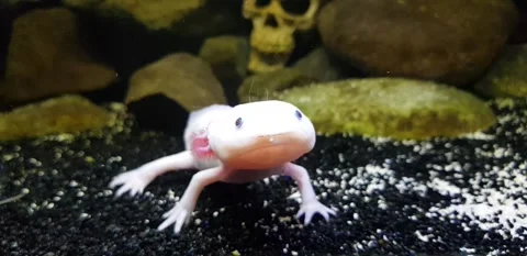 Captivating Axolotl in Pristine Aquarium Stock Footage 276260167