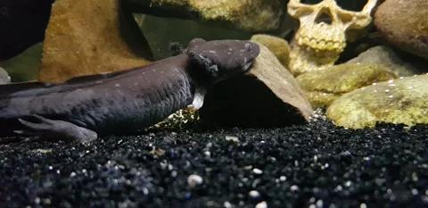 Captivating Axolotl in Pristine Aquarium Stock Footage 276260175