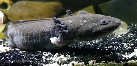 Captivating Axolotl in Pristine Aquarium Stock Footage 276260176