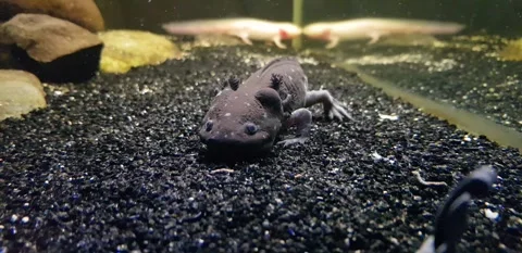 Captivating Axolotl in Pristine Aquarium Stock Footage 276260177