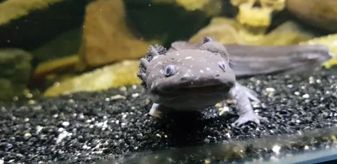 Captivating Axolotl in Pristine Aquarium Stock Footage 276260178