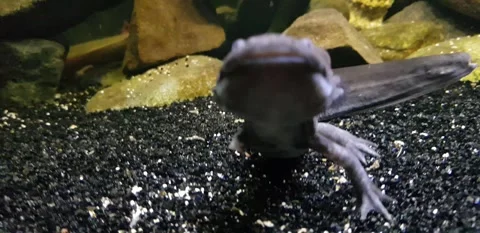 Captivating Axolotl in Pristine Aquarium Stock Footage 276260179