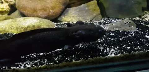 Captivating Axolotl in Pristine Aquarium Stock Footage 276260182