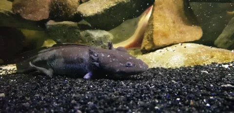 Captivating Axolotl in Pristine Aquarium Stock Footage 276260183