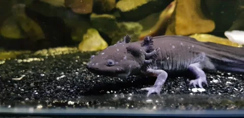 Captivating Axolotl in Pristine Aquarium Stock Footage 276260184