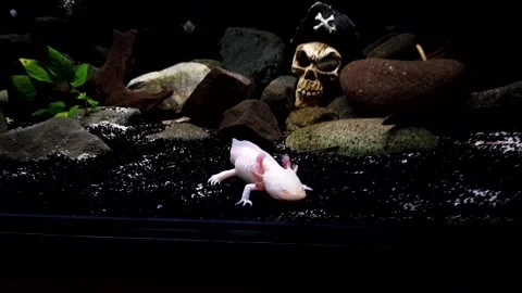 Captivating Axolotl in Pristine Aquarium Stock Footage 276501057