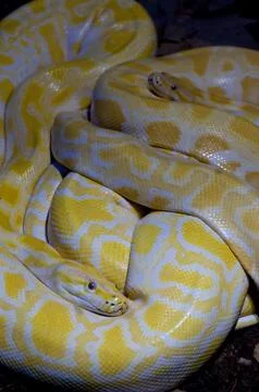 Captivating Capture: Majestic Python Photography - Stunning Image of a Mass.. 스톡 사진