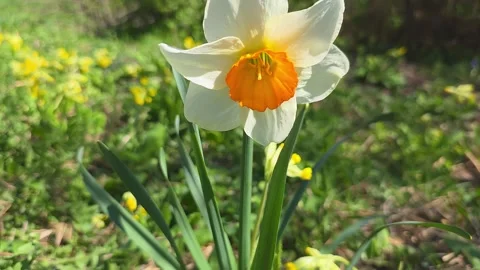 Captivating Close-Up of a Beautiful Daffodil Flower in Full Bloom Surrounde.. Vídeos de archivo 333927281