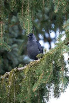 A captivating close-up of a clever Jackdaw, featuring its distinctive pale gr Stock Photos