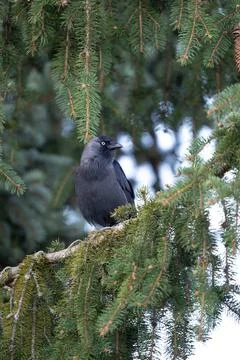 A captivating close-up of a clever Jackdaw, featuring its distinctive pale gr Stock Photos