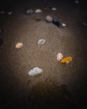A captivating close-up of diverse seashells scattered across a expanse of wet Stock Photos